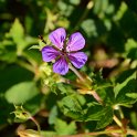 Geranium x 'Pink Penny'